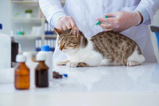 宠物猫疫苗打几次-宠物猫疫苗打几次有效果