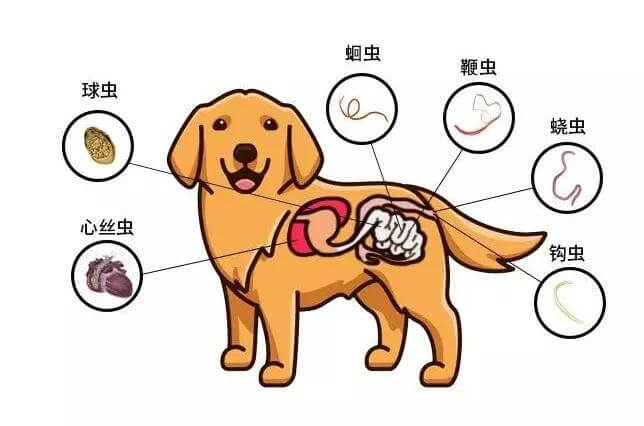 关于宠物的学科