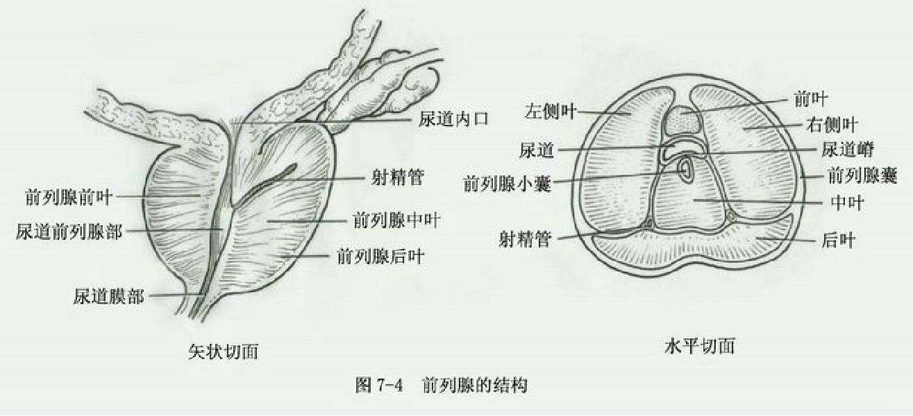 前列腺解剖