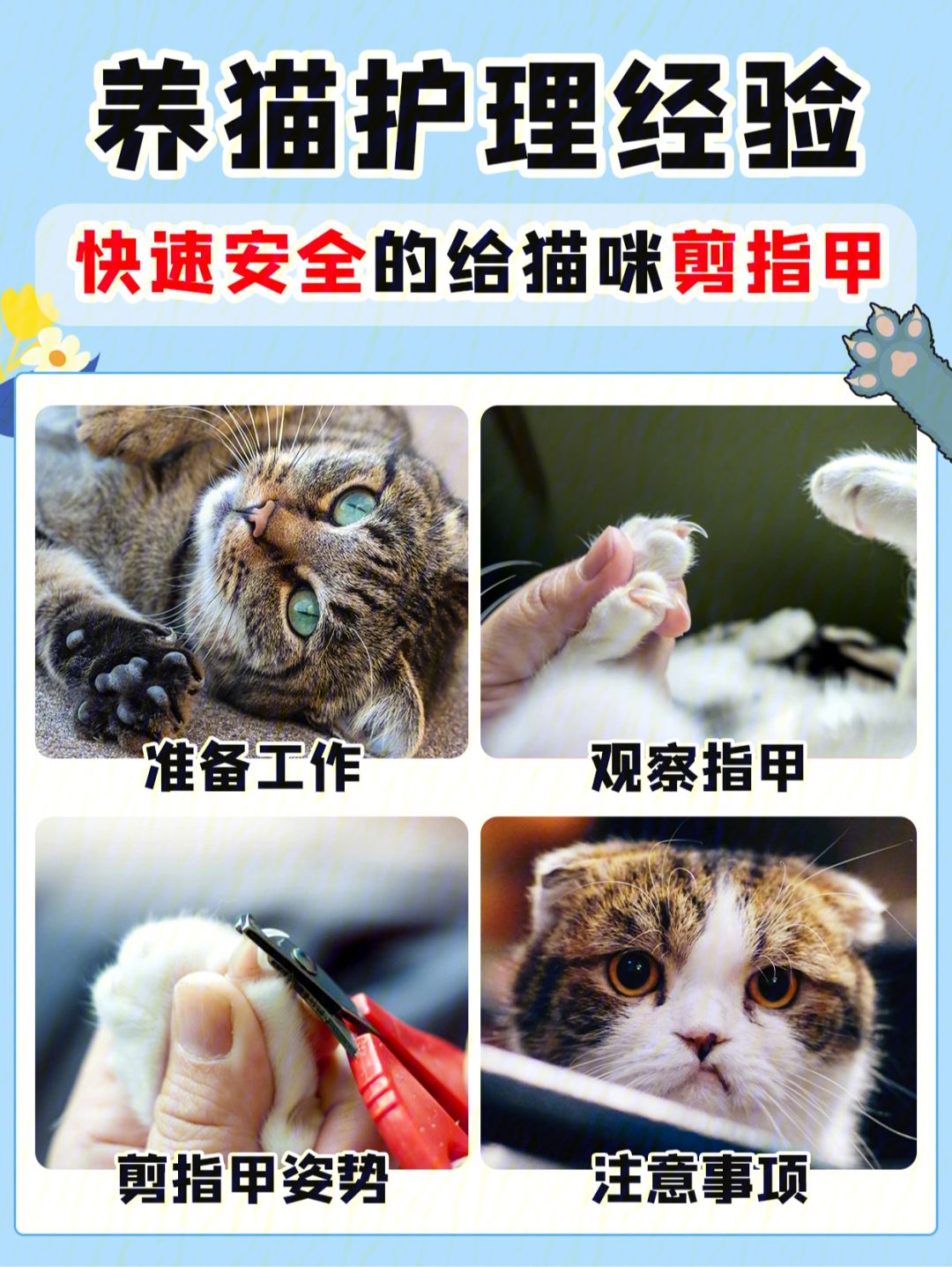 猫指甲多久剪一次