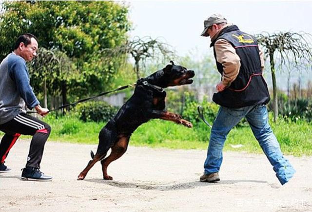 上海禁养犬