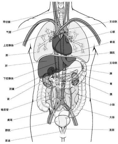 人身体有多少骨头