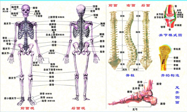 人身体有多少骨头