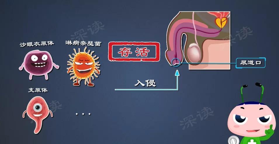 宠物睾丸炎