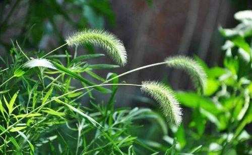 狗尾巴草有毒吗-狗尾巴草有毒吗人喝了