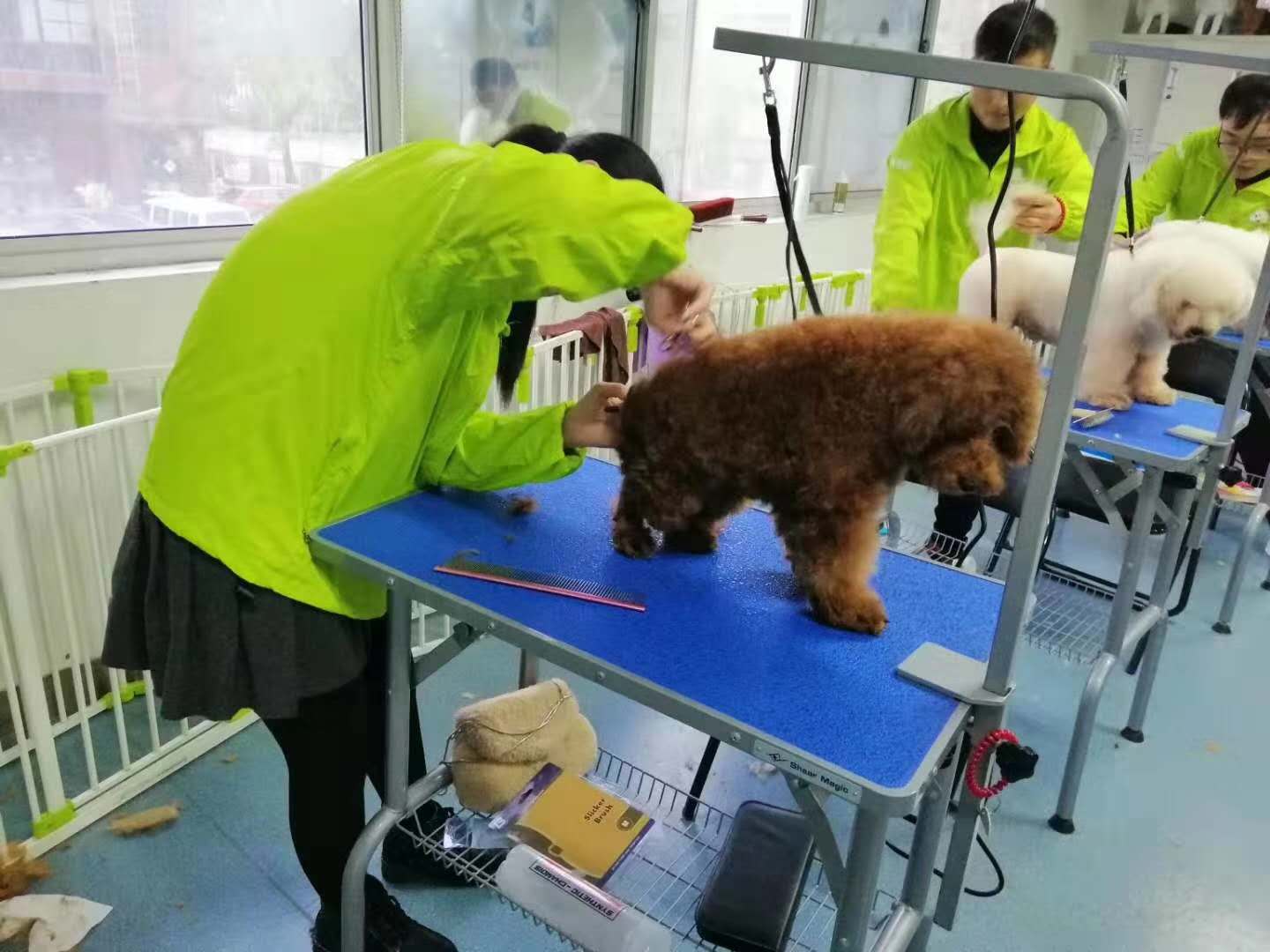 北京若雯宠物美容学校