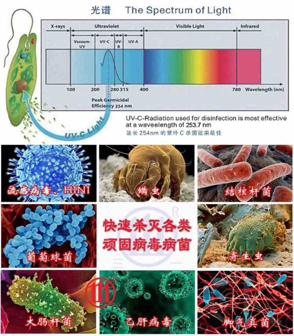 宠物携带细小细菌-宠物的细小病毒会传染给人吗