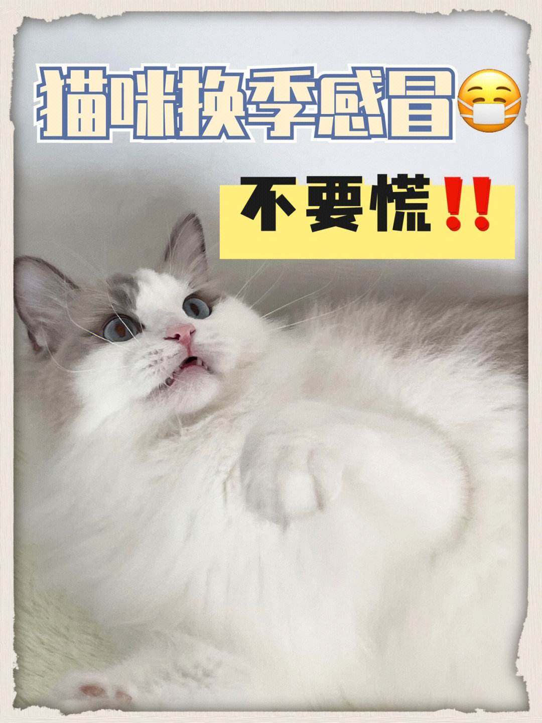 猫咪感冒怎么办-猫咪感冒怎么办症状