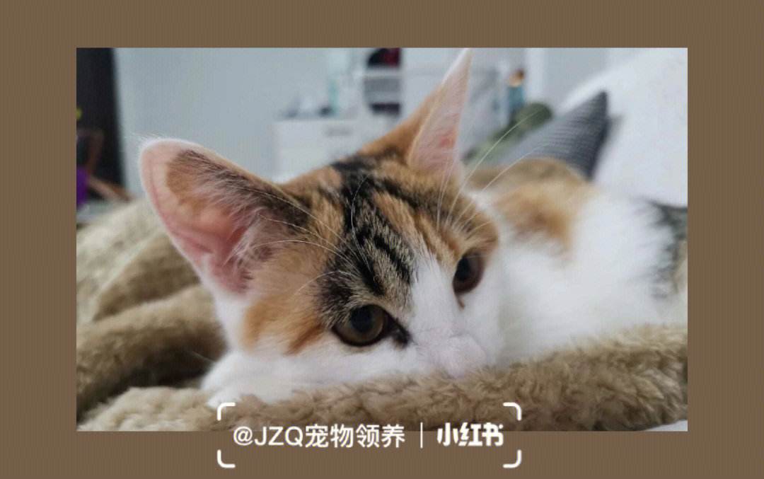 宠物猫领养-宠物猫领养去哪个平台