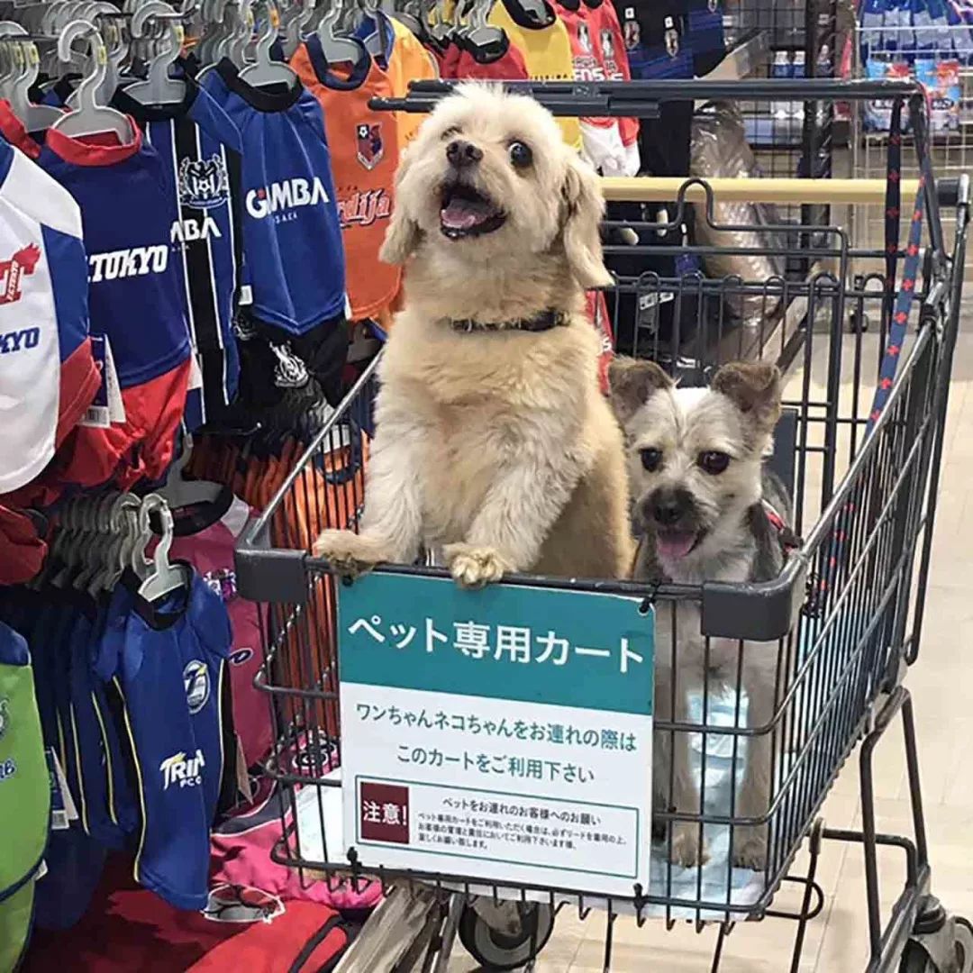 带宠物到日本-宠物带到日本需要多少钱