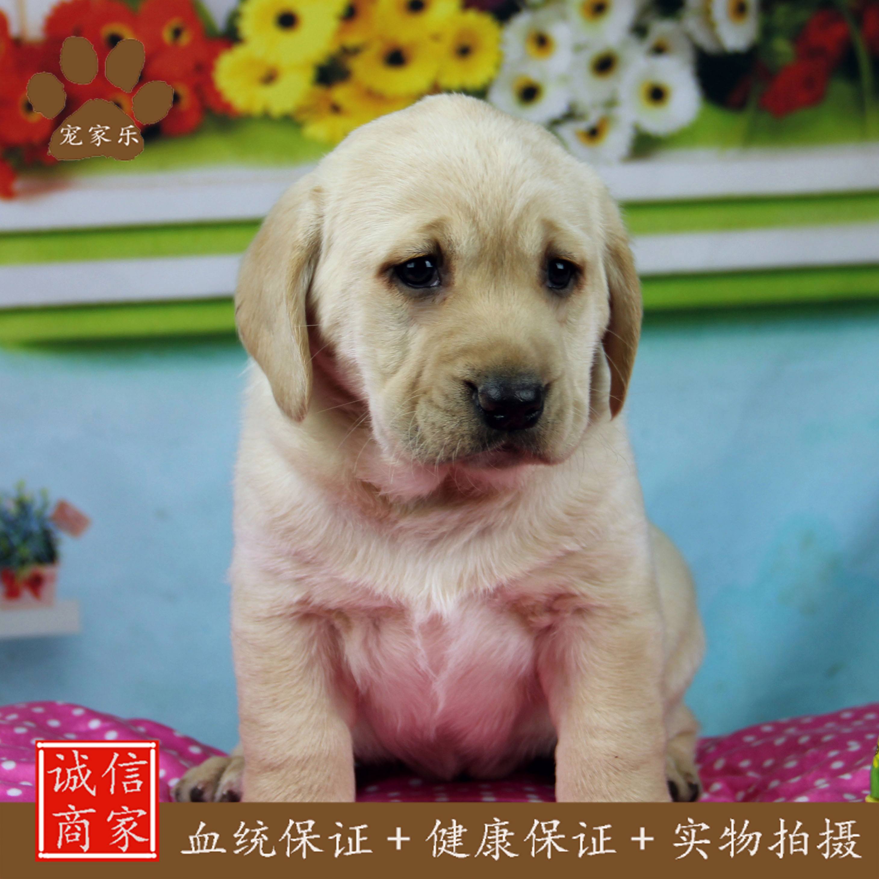 宠物大型犬-宠物大型犬品种