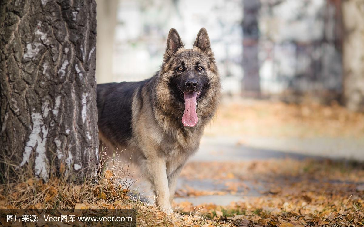 长毛德国牧羊犬-长毛德国牧羊犬视频