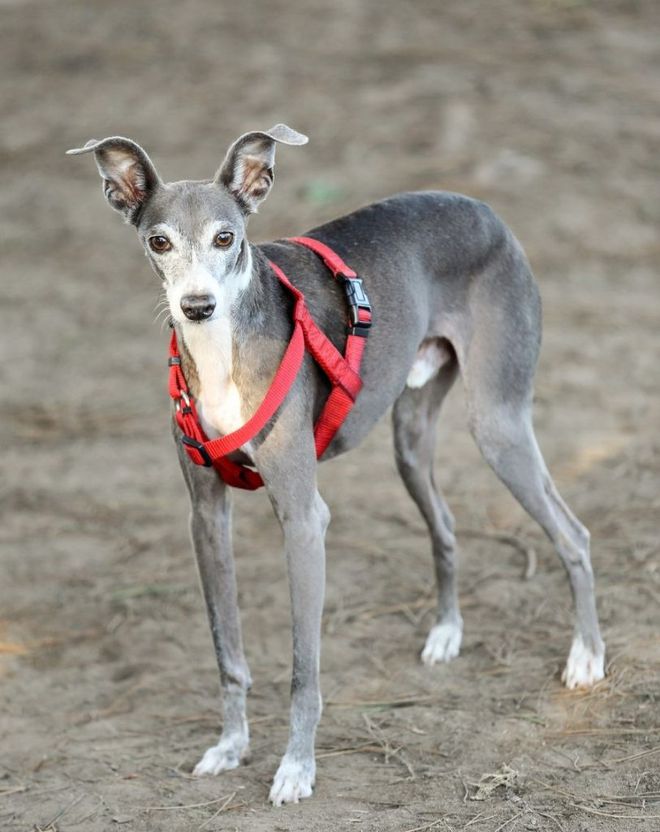 格力犬价格