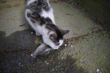 猫喜欢吃鱼吗