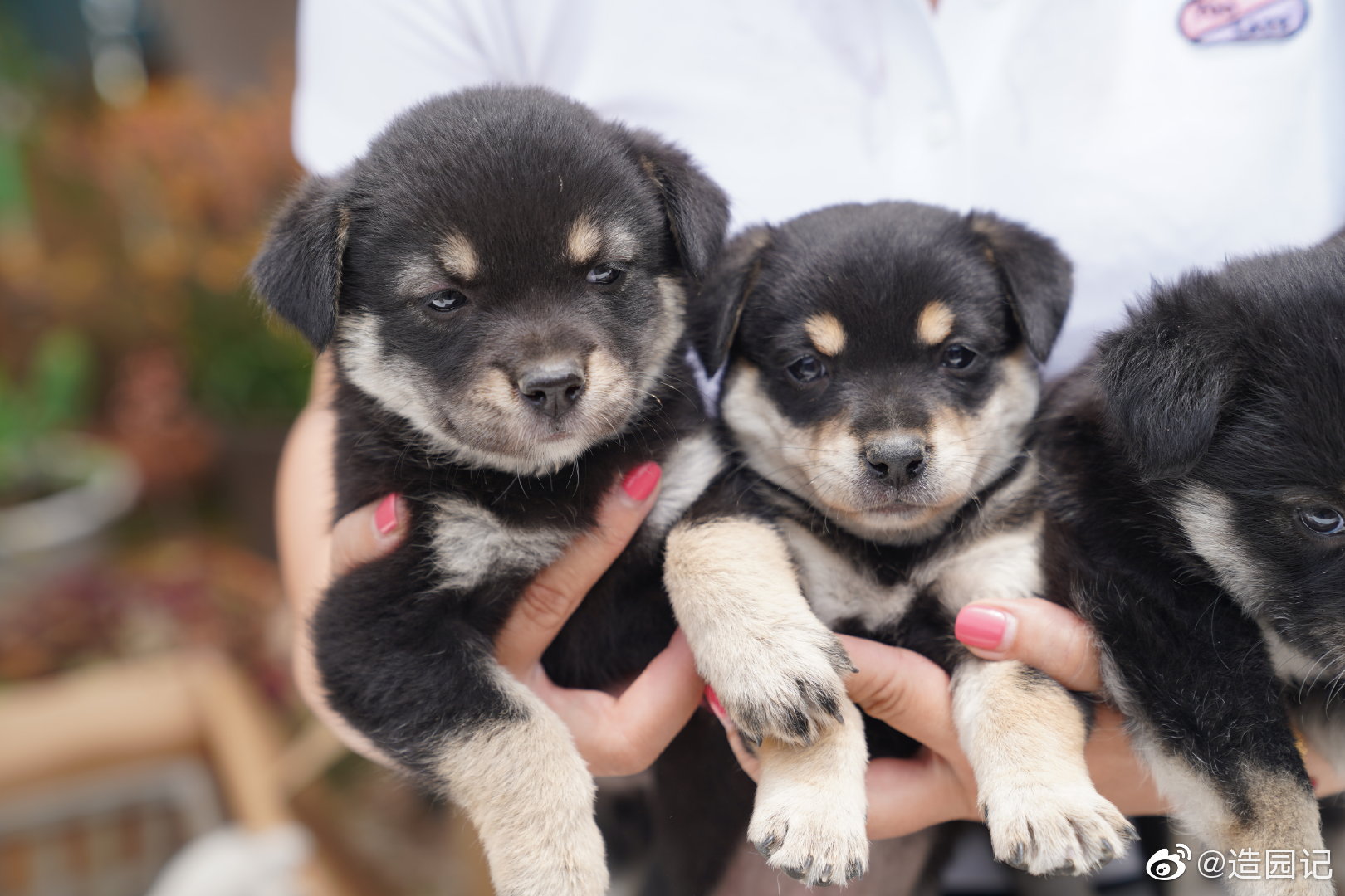 中华田园犬幼犬