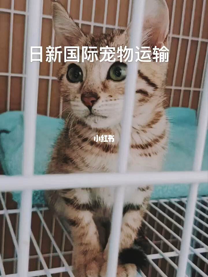 运送宠物出国