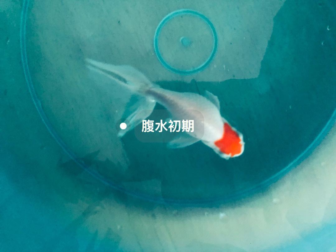 金鱼炸鳞怎么治