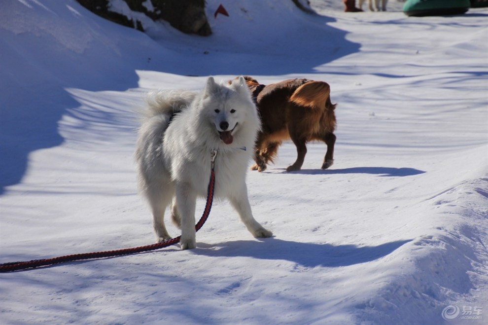 雪地的宠物-雪地里的犬叫什么名字