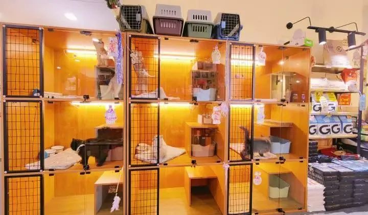 把猫寄宠物店-把猫寄宠物店可以吗