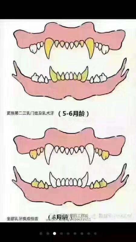 怎么看狗狗的年龄