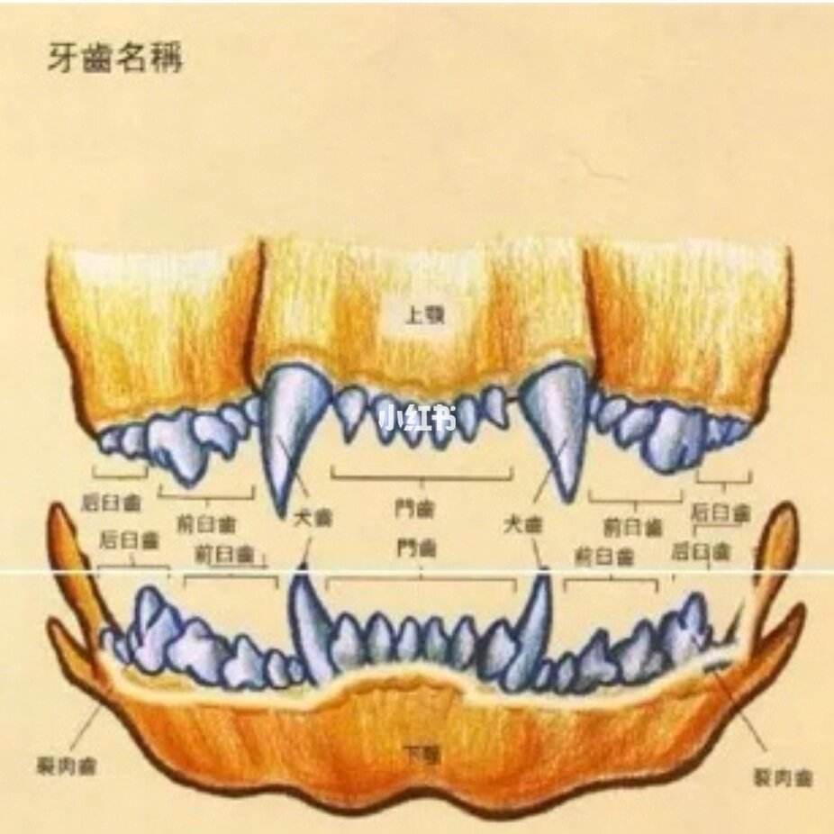 怎么看狗狗的年龄