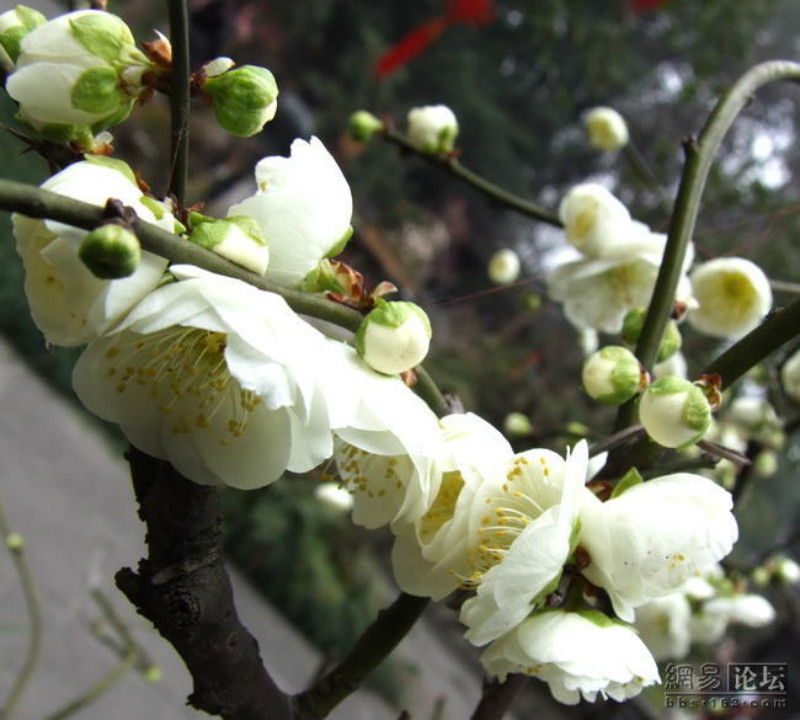 绿梅花图片-绿梅花图片唯美