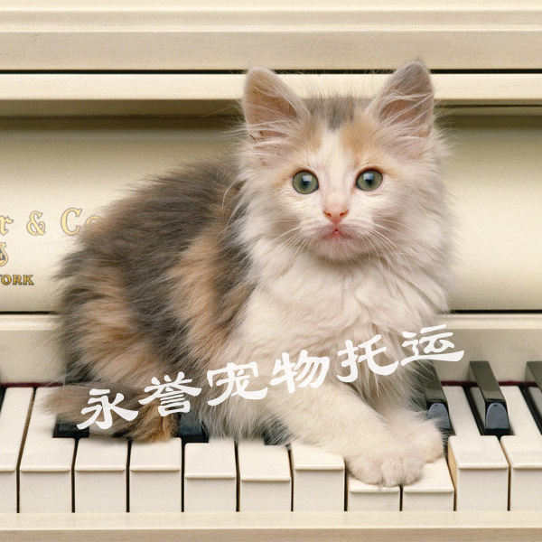 货运宠物猫