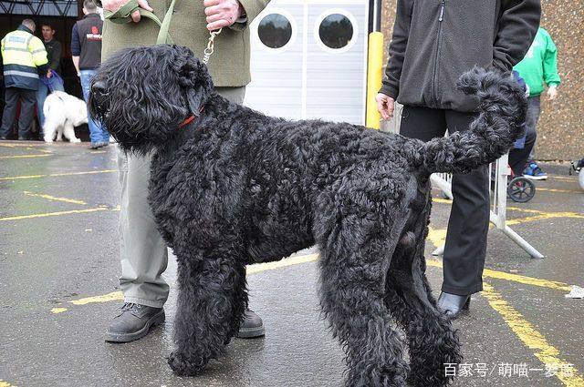 大型宠物狗种类-大型犬宠物品种大全