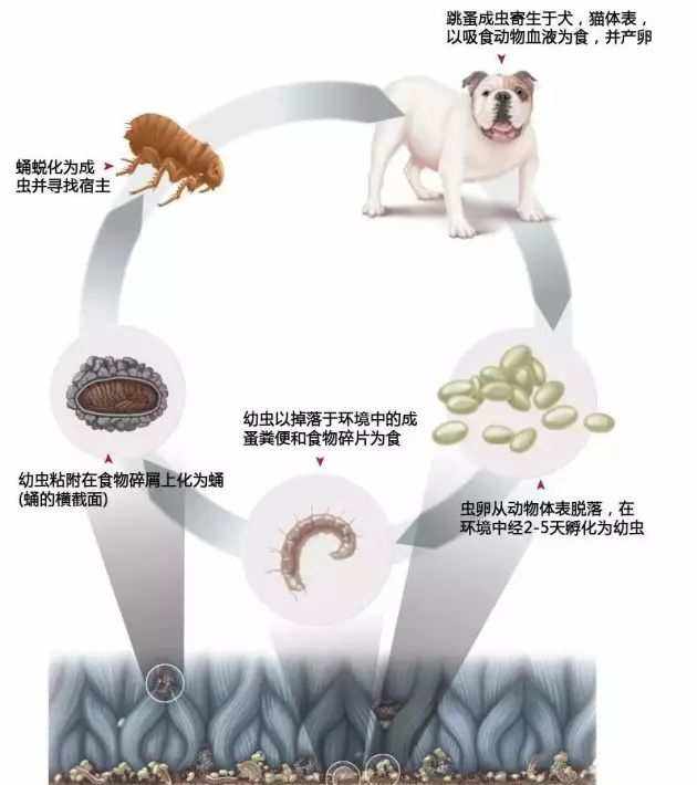 宠物犬寄生虫-宠物狗 寄生虫