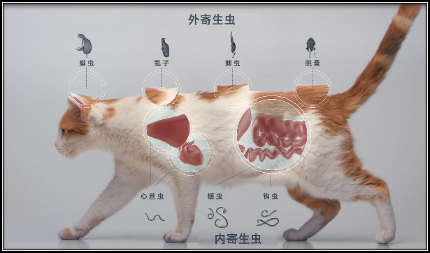 宠物犬寄生虫-宠物狗 寄生虫