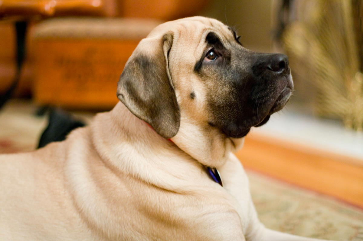 mastiff