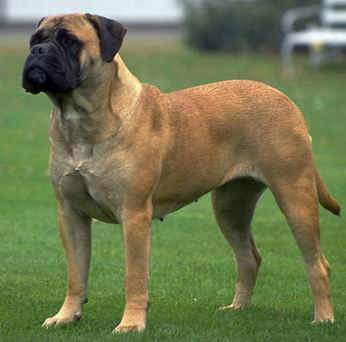 mastiff