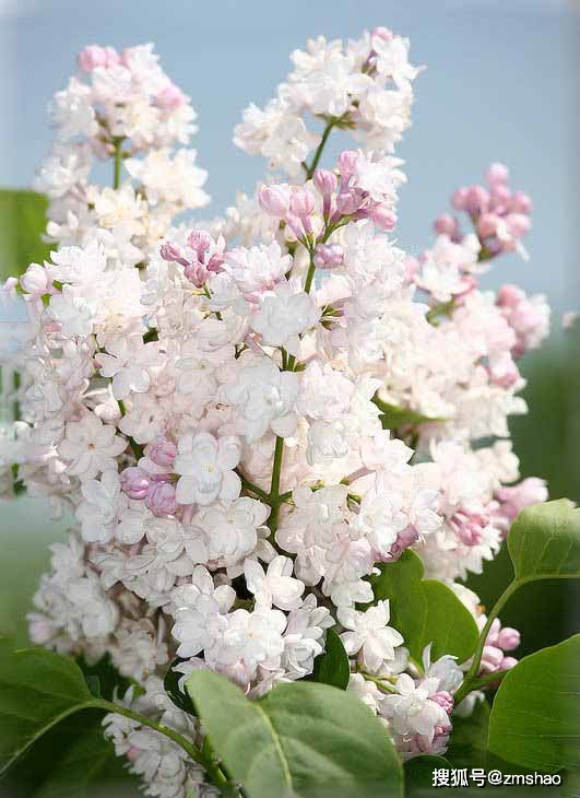 丁香花颜色-丁香花颜色,在课文中是怎么写的