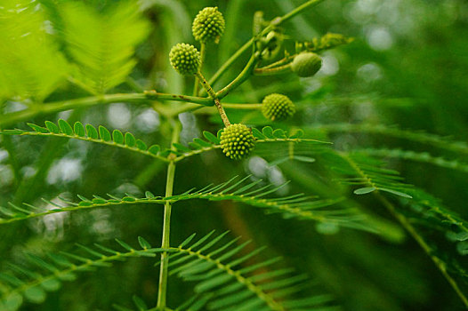 银合欢图片-银合欢种植养护管理方案