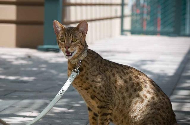 家猫和宠物猫的区别-家猫和宠物猫的区别在哪里