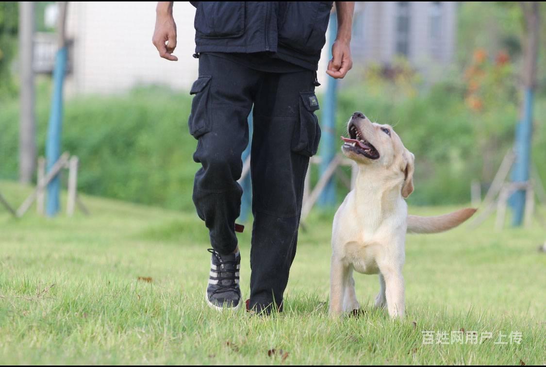 怎么训练小宠物-怎么才能训练小狗