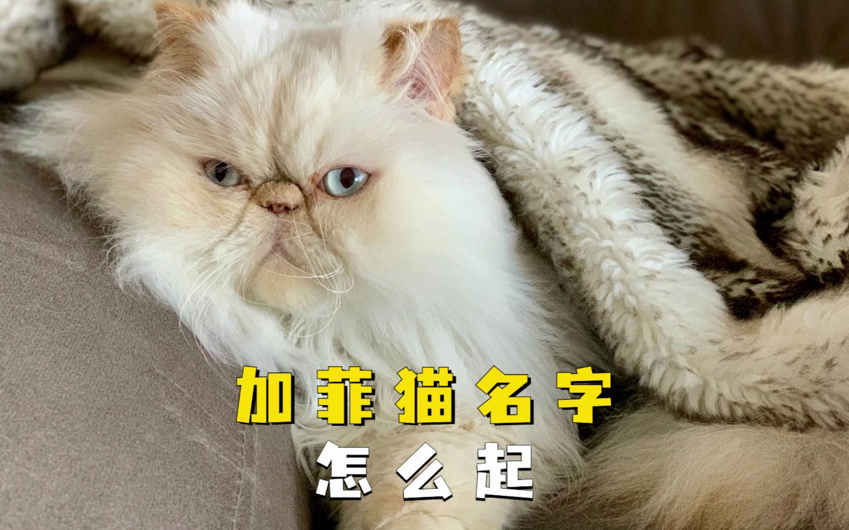 猫起什么名字好-宠物猫起什么名字好