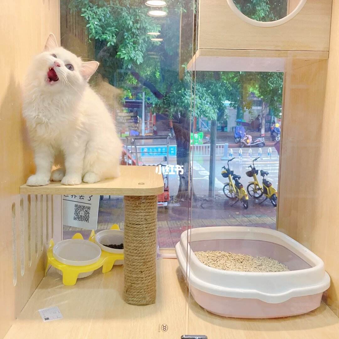 宠物店能买猫吗-宠物店的猫可以买吗