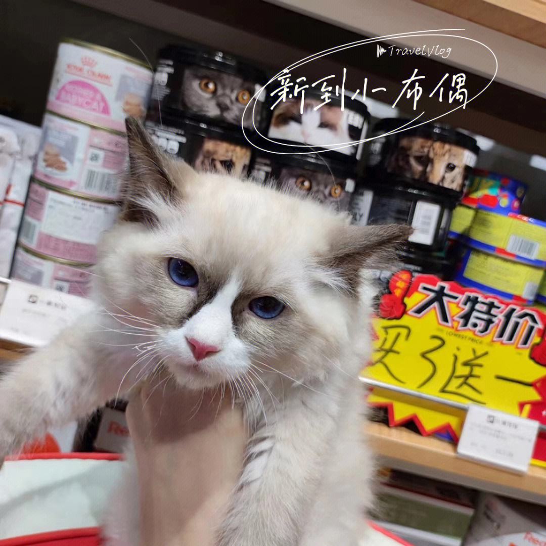 宠物店能买猫吗-宠物店的猫可以买吗