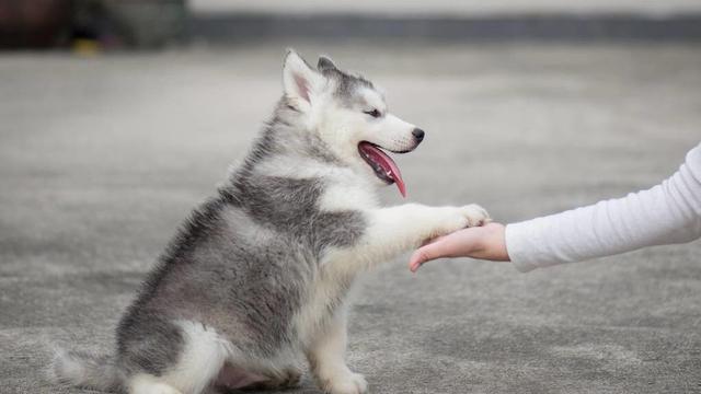 宠物狗怎样训练才听话