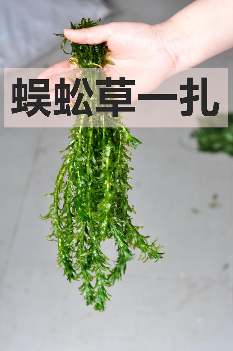 蜈蚣草水草怎么养