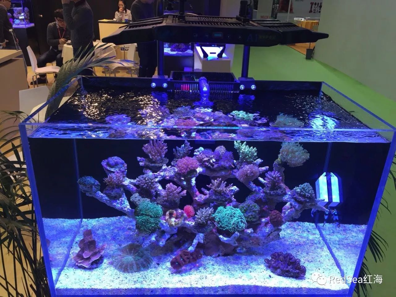 上海宠物水族-上海宠物水族展2023攻略