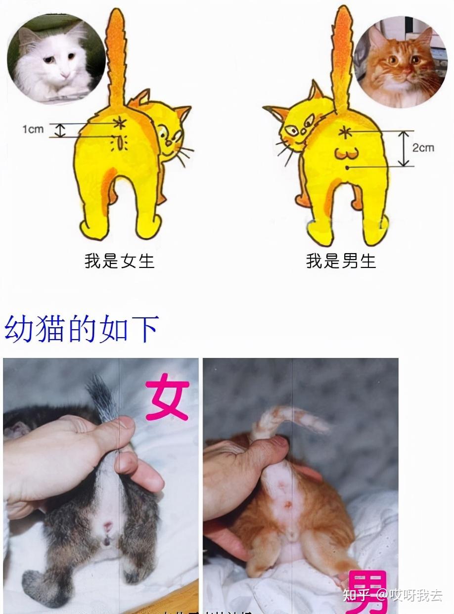 关于母狗来月经的信息