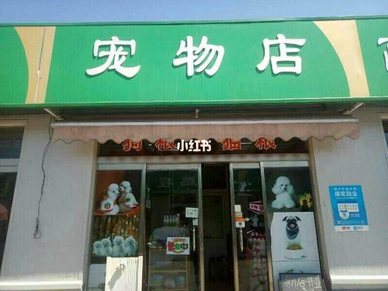 宠物店店挣钱吗-宠物店生意好的一般多少收入一个月