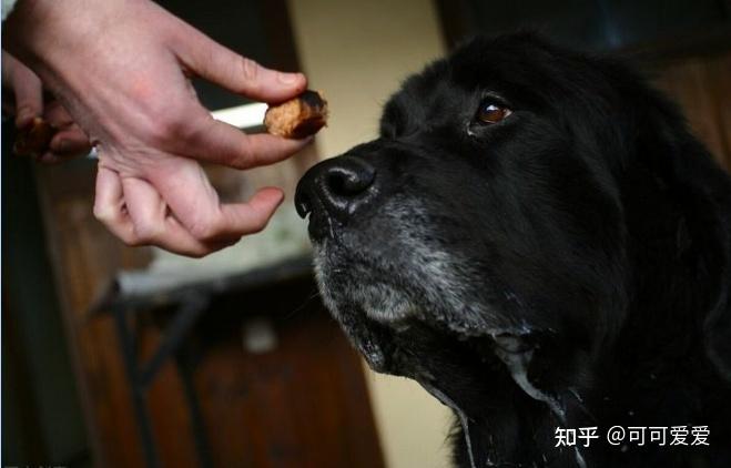 狗狗食欲不振-狗狗食欲不振精神不好是怎么回事