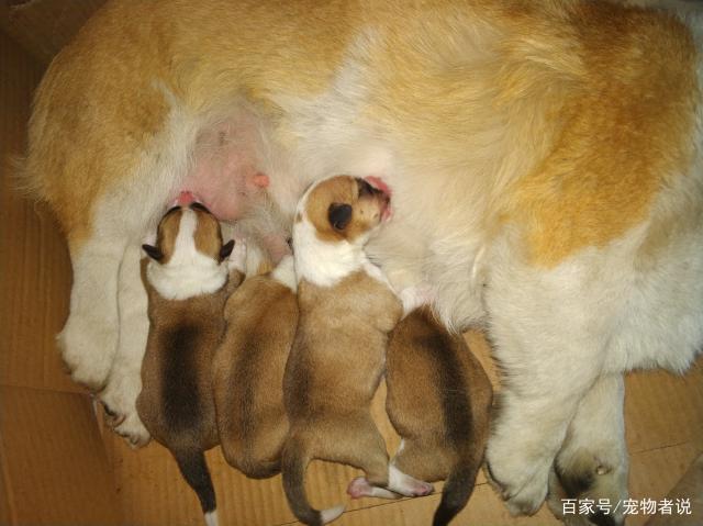 深圳宠物接生-深圳宠物免费绝育