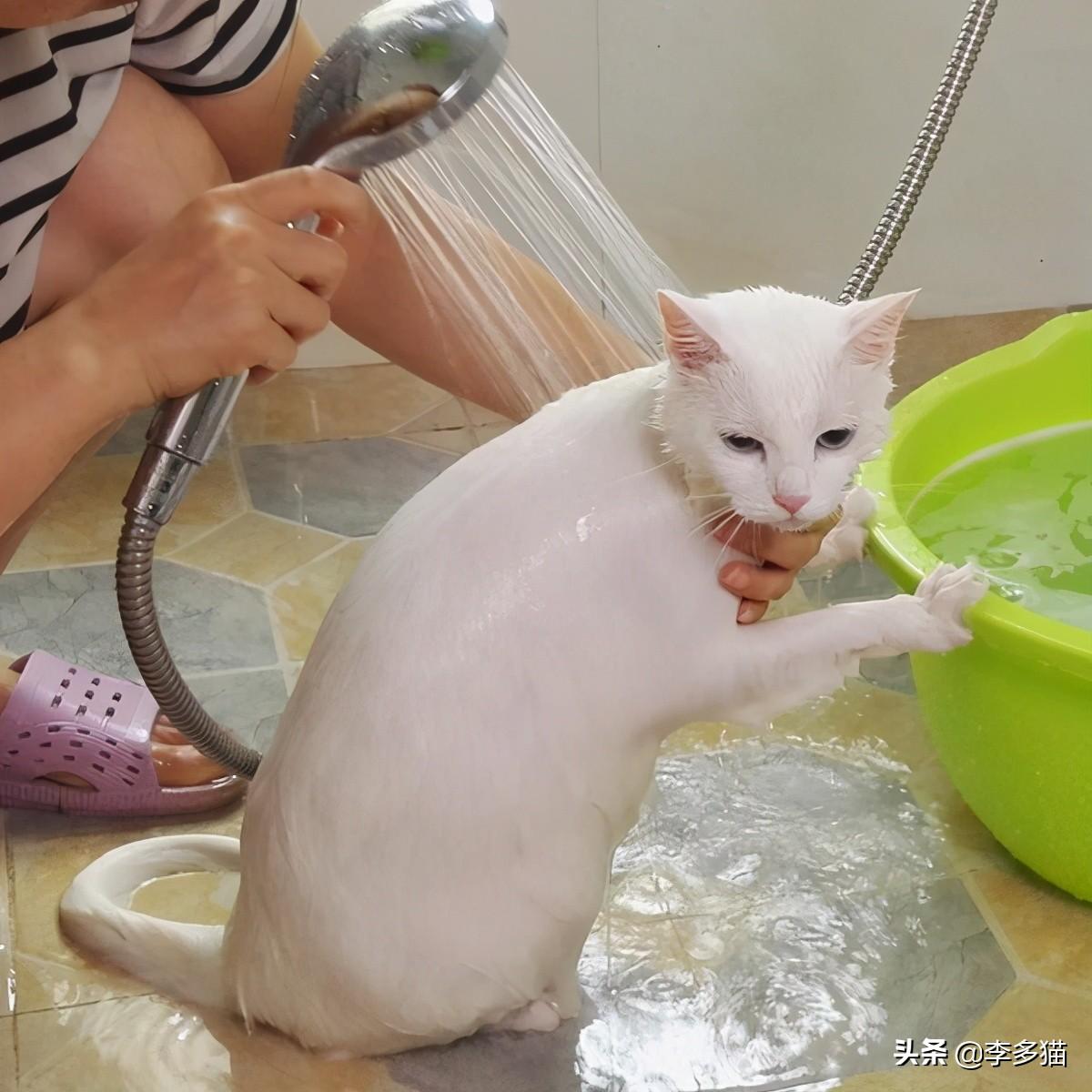 小猫多久可以洗澡-小猫多久可以洗澡驱虫