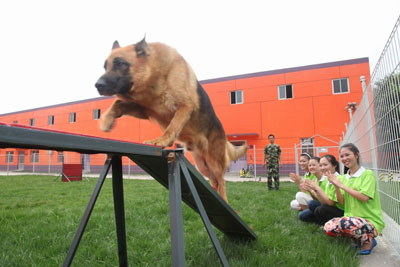 训犬宠物学校宠物培训