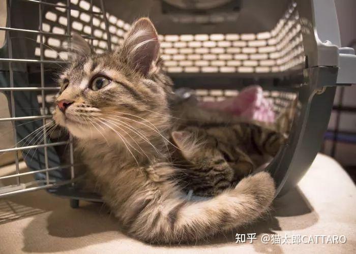 动车能带宠物猫吗