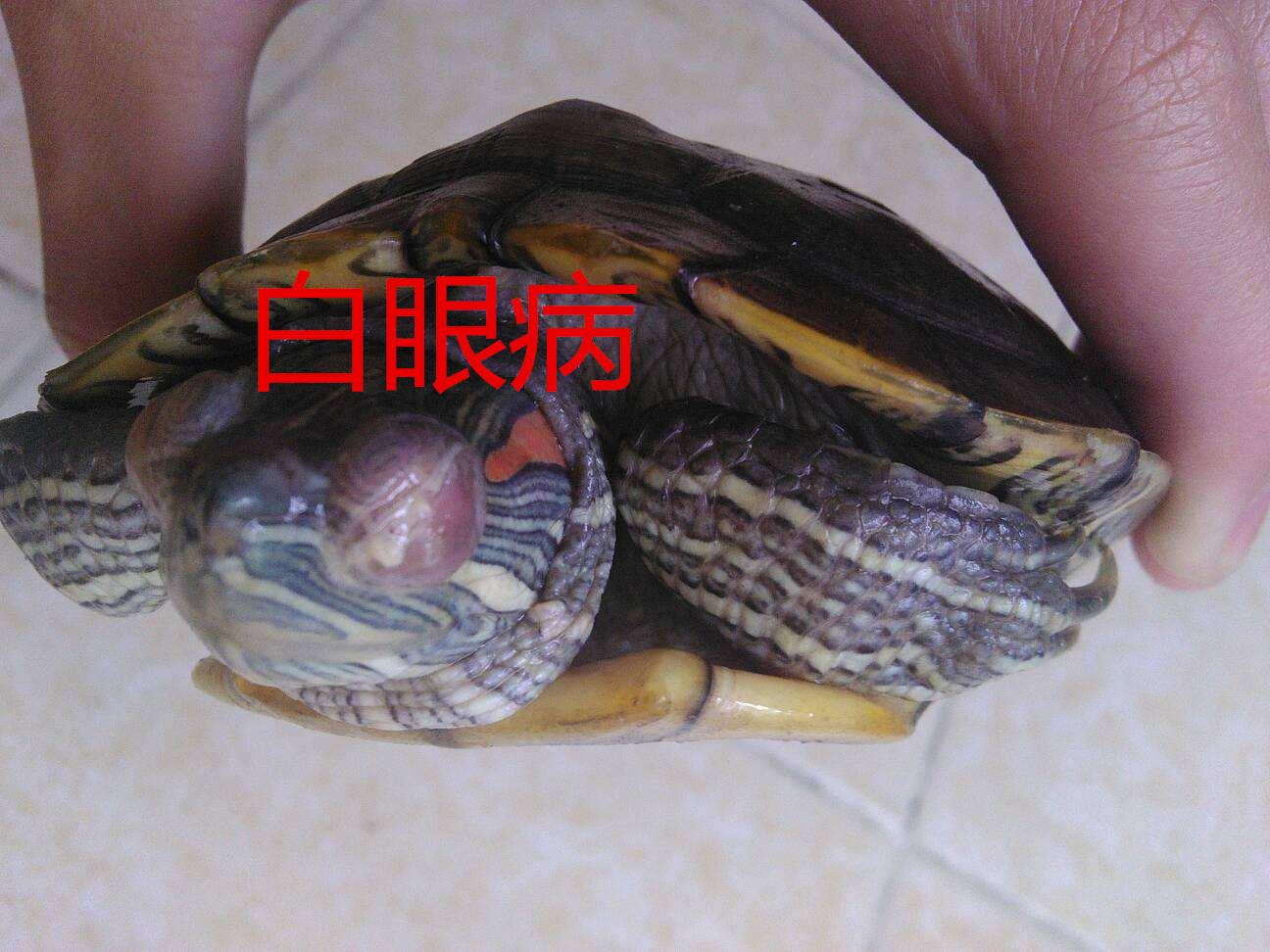 乌龟白眼病治疗